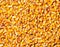 Corn seed texture