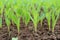 Corn seedling lovely green maize