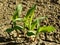 Corn seedlings