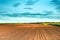 Corn seedlings cultivated in plain farm field, diminishing perspective