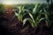Corn seedlings growing in soil. Agricultural concept.generative ai