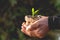 Corn seedlings in small sack bags