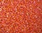 corn seeds, red, orange, yellow color grain pile closeup, organic granular maize food, environment diversity