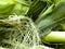 Corn Silk Still-Life