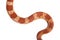 Corn Snake