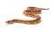 Corn snake