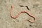 Corn Snake