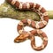 Corn Snake