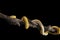 corn snake on a black background,close up, indoor studio shot