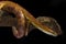 corn snake on a black background,close up, indoor studio shot