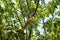 Corn Snake on a cherry tree