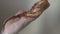 Corn snake crawling on a man\'s hand