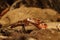 The corn snake Pantherophis guttatus or Elaphe guttata is lying on the stone, dry grass and dry leaves round. Up to close