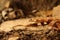 The corn snake Pantherophis guttatus or Elaphe guttata is lying on the stone, dry grass and dry leaves round. Up to close