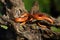 The corn snake Pantherophis guttatus rests on an old tree stump in a typical position. The snake basks on a tree stump. Color