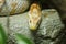 Corn snake is a popular snake.