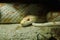 Corn snake is a popular snake. Raising a pet Hunt for small prey by shrinking
