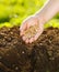 Corn sowing by hand