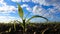 Corn sprout at field on the wind