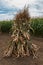 Corn stalk bundle in cultivated maize crop field