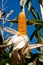 Corn stalk before harvest