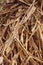 Corn Stalks blue sky in the fall