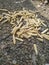 Corn stalks dry after harvest and dry