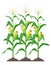 Corn stalks isolated on white background. Green corn plants on the field vector illustration in flat design.