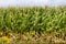 Corn stalks at side of a cornfield