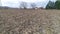 Corn stubble field, very low above ground. Winter