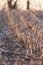 Corn stubbles in the flemish country side.