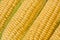 Corn or sweetcorn on the cob closeup