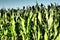 Corn is a tall annual herbaceous plant. Grain crop. Growing corn in the field at golden hour in the evening in the
