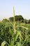 Corn tassel in corn field