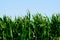 Corn tassels against the blue sky in Kansas