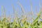 Corn tassels and blue sky.