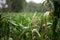 Corn tassels in late summer