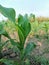 Corn tree in the field in Indonesia