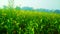 Corn tree mustard tree and sky picture India country