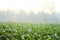 Corn trees in the field during the morning in Java, Indonesia.