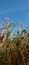 Corn trees just finished harvesting with very sunny weather