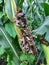 Corn Ustilago maydis on maize