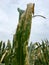 Corn Ustilago maydis on maize