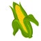 Corn vector.Fresh corn illustration