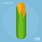 Corn vector icon