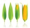 Corn vector illustration.