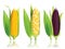 Corn vector illustration.