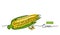 Corn vector illustration, background. One line drawing art illustration with lettering organic corn