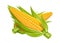 Corn vector illustration eps10 white background