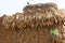 corn in village in Burkina Faso